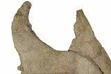 Impressive, Fossil Triceratops Jugal Bone - Montana #198927-4